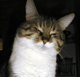Catcatcat аватар