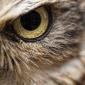 OwL_1703 аватар
